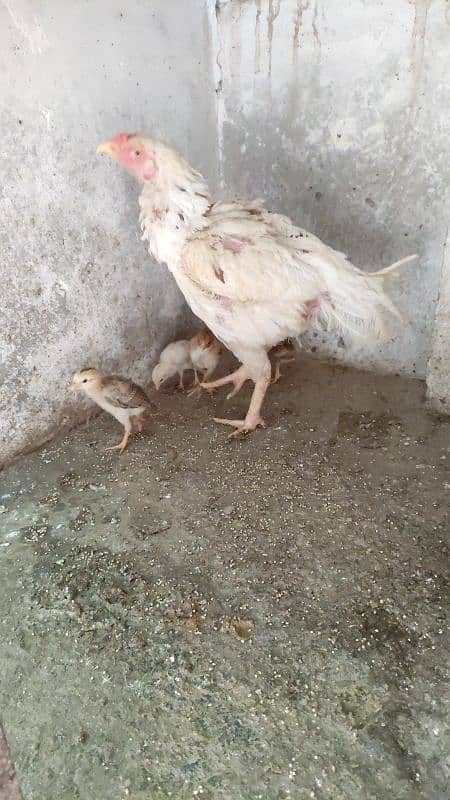 Aseel Female And Chicks 7