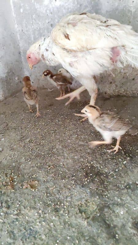 Aseel Female And Chicks 8