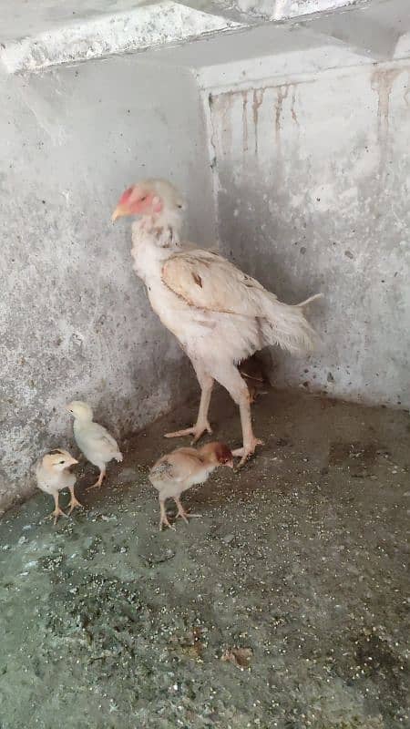 Aseel Female And Chicks 9