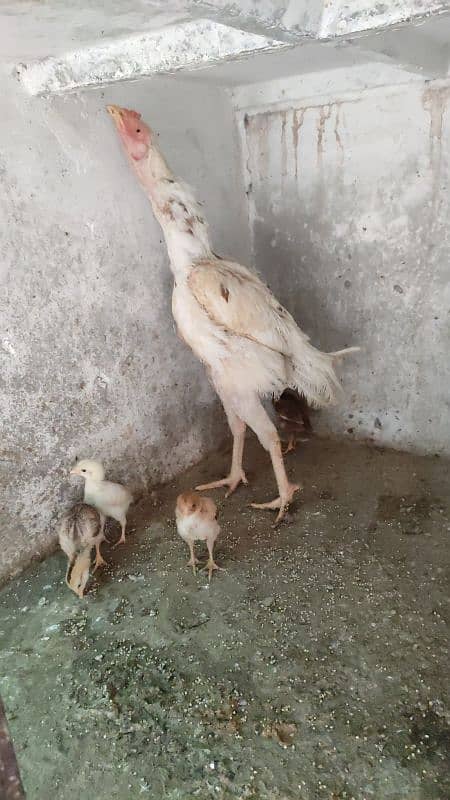 Aseel Female And Chicks 10