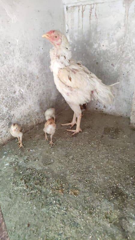 Aseel Female And Chicks 11