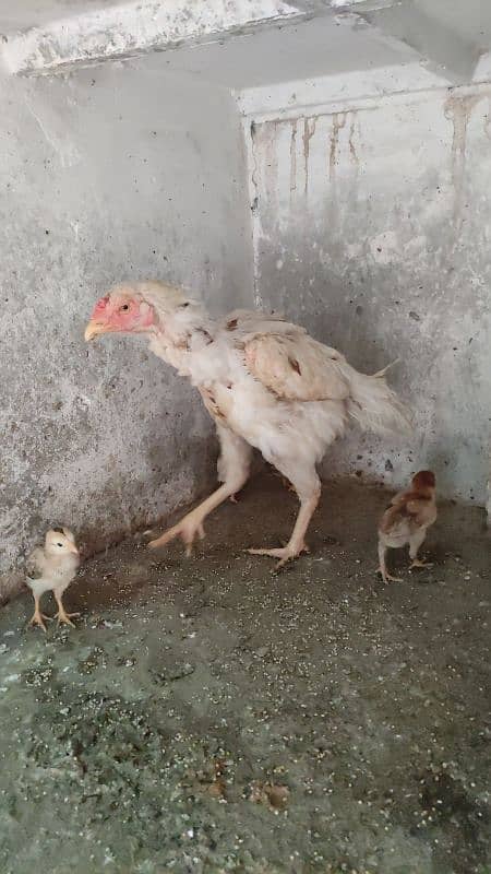 Aseel Female And Chicks 12