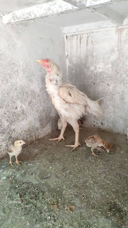 Aseel Female And Chicks 13