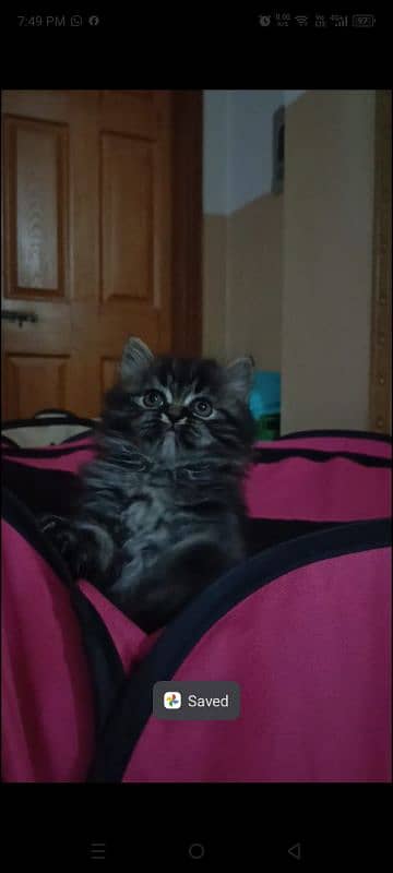 persian triple coat male  kittens available for sale 8