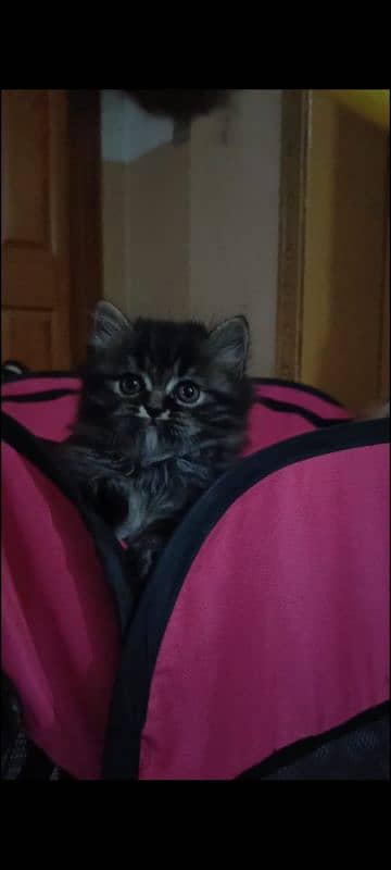 persian triple coat male  kittens available for sale 12