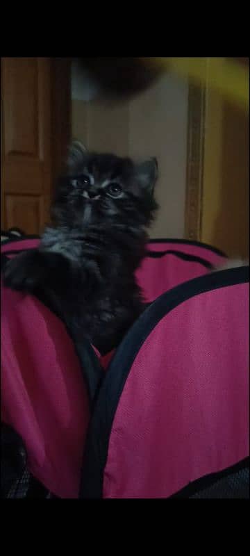 persian triple coat male  kittens available for sale 13