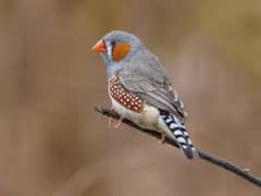 Zebra Finch For sale