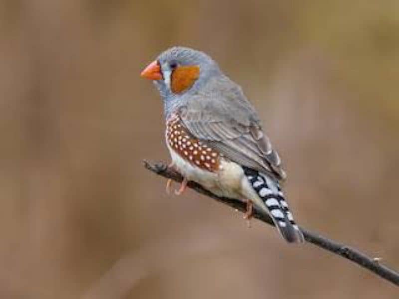 Zebra Finch For sale 0