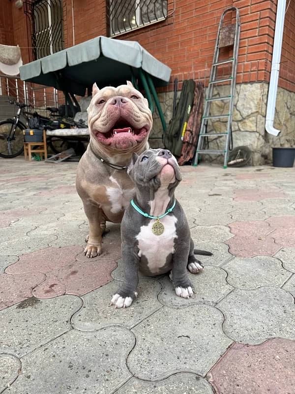 American bully puppies available 0