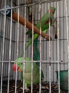 phadi parrot for sale demand 75 with cage