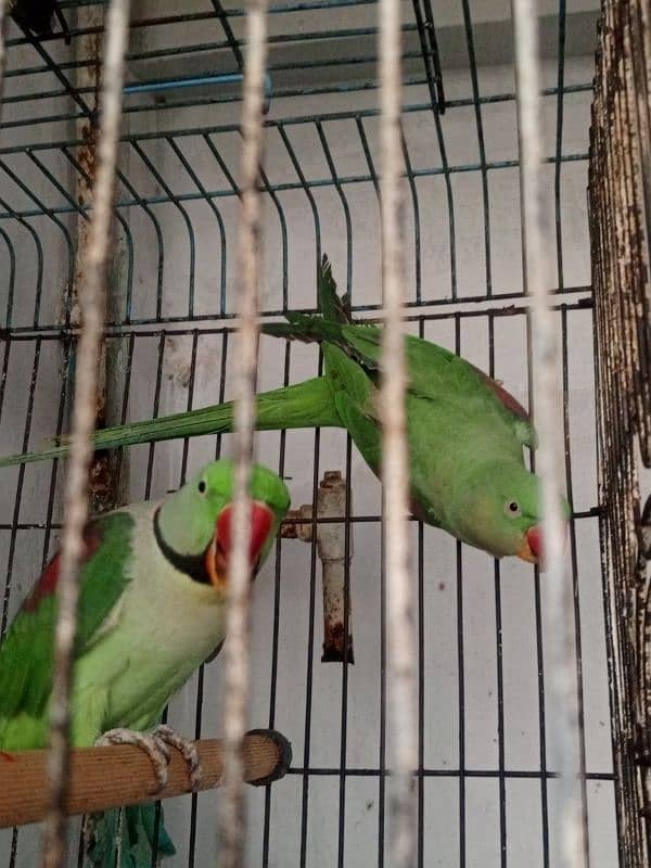 phadi parrot for sale demand 75 with cage 1