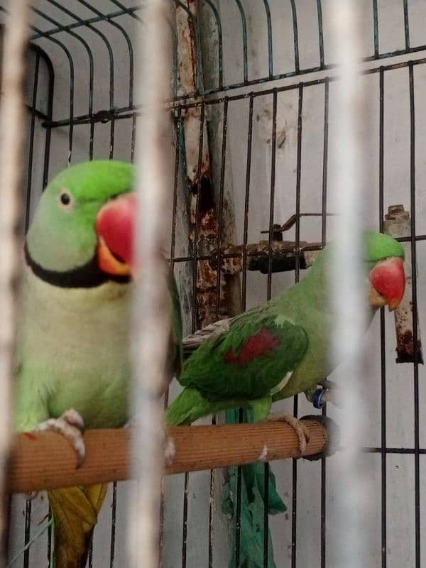 phadi parrot for sale demand 75 with cage 2