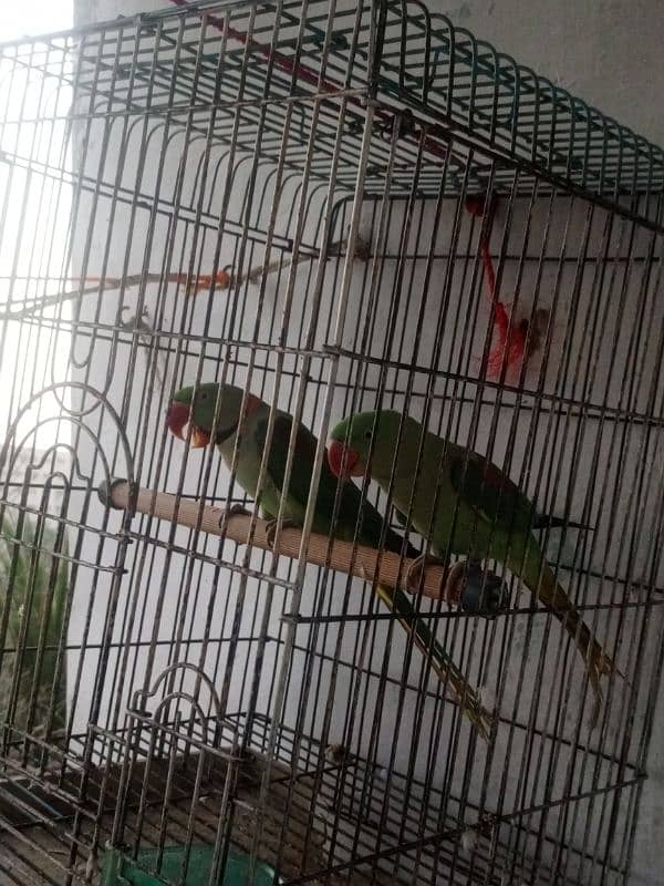 phadi parrot for sale demand 75 with cage 3