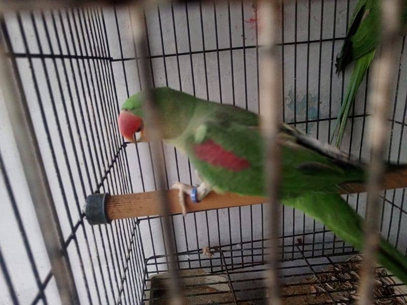 phadi parrot for sale demand 75 with cage 4