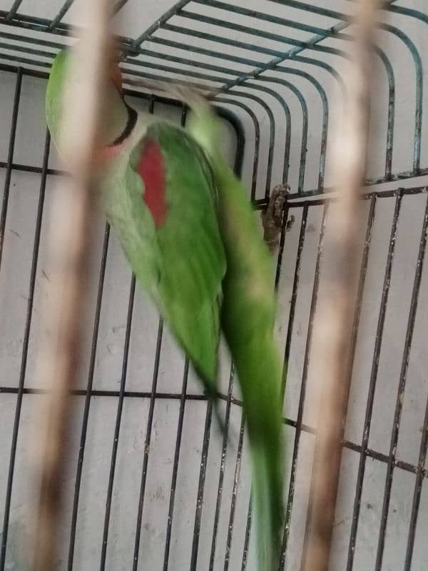 phadi parrot for sale demand 75 with cage 5