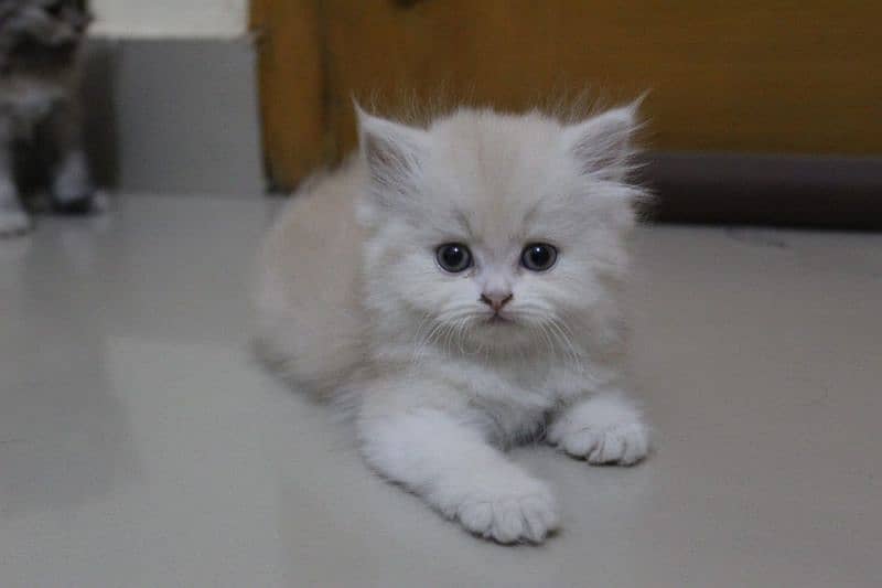 Turkish Persian Kittens Male available 0