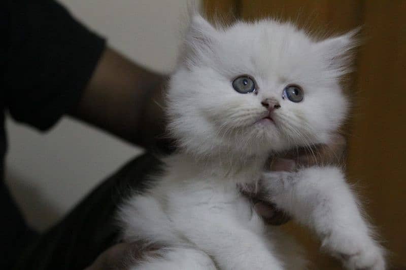 Turkish Persian Kittens Male available 1