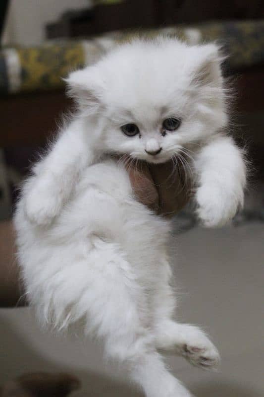 Turkish Persian Kittens Male available 2