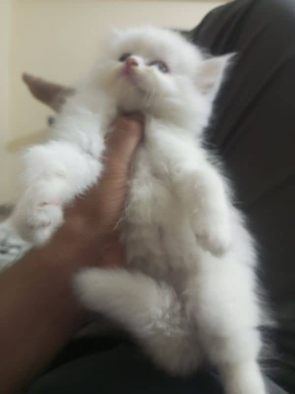 Turkish Persian Kittens Male available 4