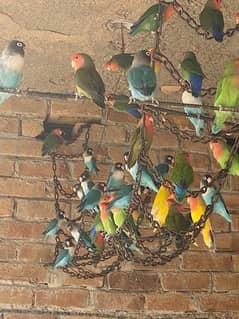 LOVEBIRDS COMPLETE COLONY