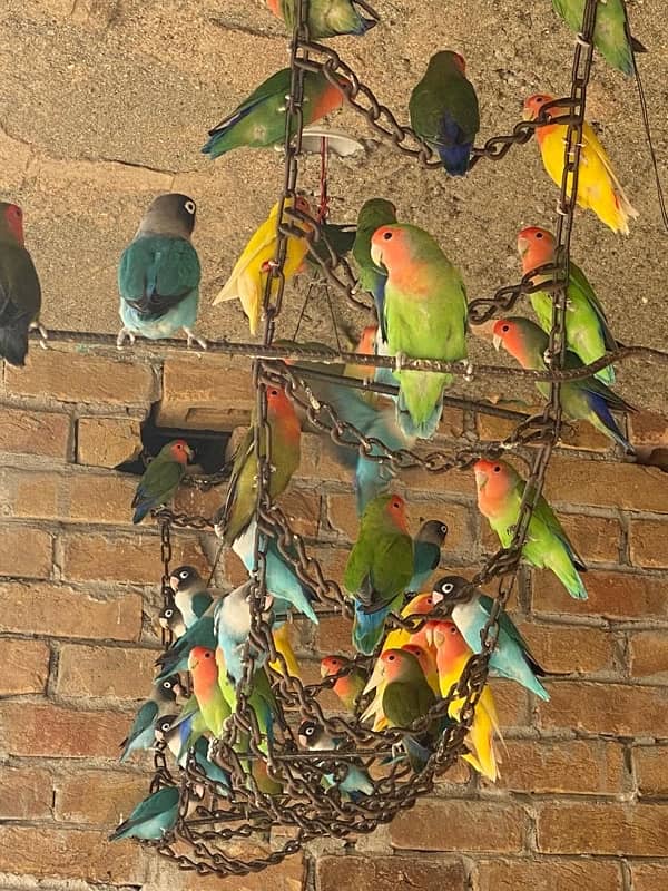 LOVEBIRDS COMPLETE COLONY 1