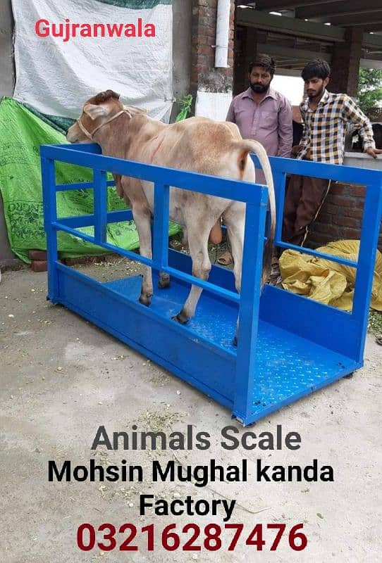 Cow Scale Animal Kanda Bull Computer  Digital Vacha Bakra weight scale 1