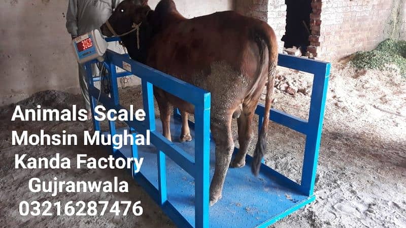 Cow Scale Animal Kanda Bull Computer  Digital Vacha Bakra weight scale 2