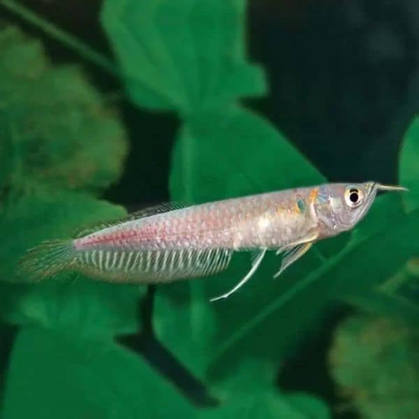 Silver Arowana for sale 0