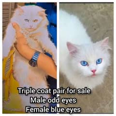 odd eyes  male and extreme quality blue eyes shiny skin female  pair