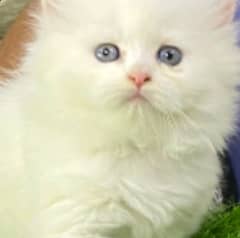 Persian Cat for sale my WhatsApp number03260536967