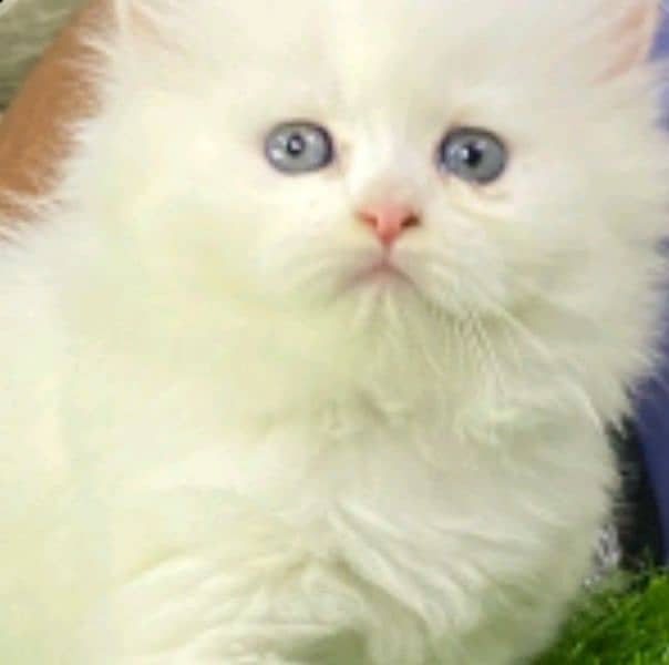 Persian Cat for sale my WhatsApp number03260536967 0