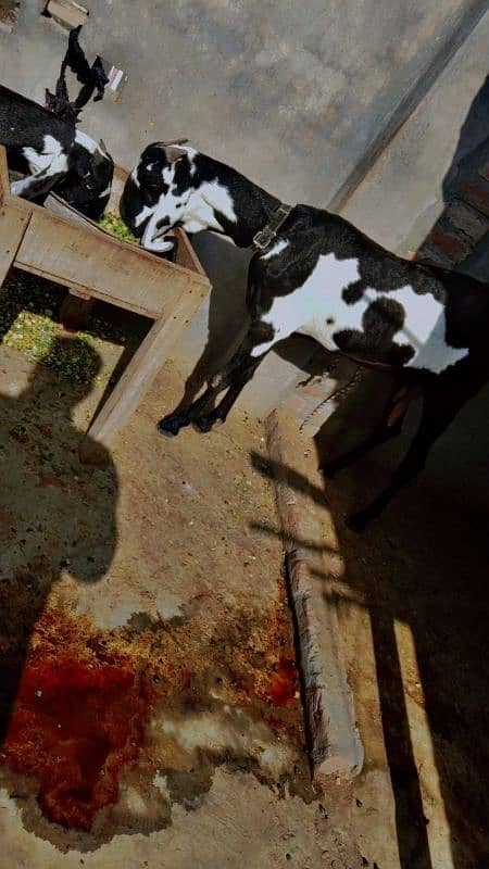 kali dabi bakri sath ak bcha  4 manth ka,,,, bakri phr sa kras ha 4