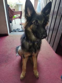 German shepherd age 8 months hai full active healthy hai