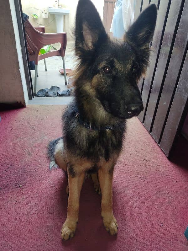 German shepherd age 8 months hai full active healthy hai 0