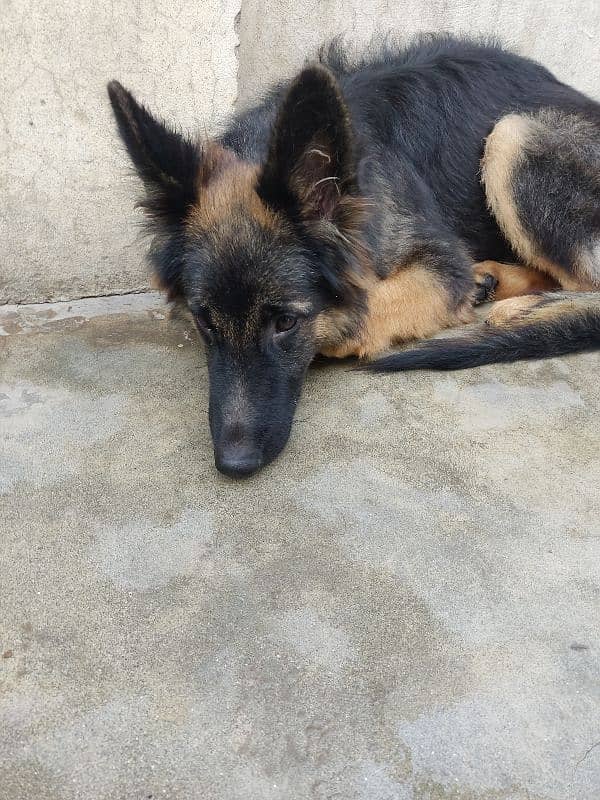 German shepherd age 8 months hai full active healthy hai 2