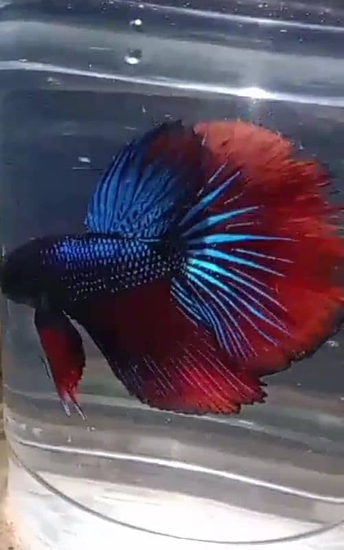 Imported beautiful healthy bettas 0