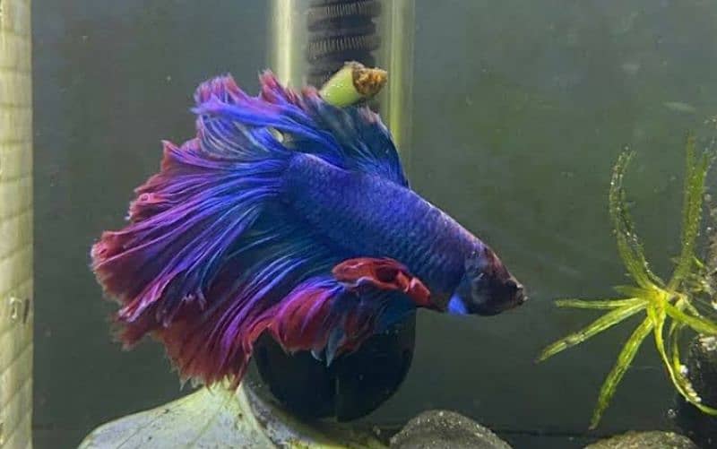 Imported beautiful healthy bettas 1