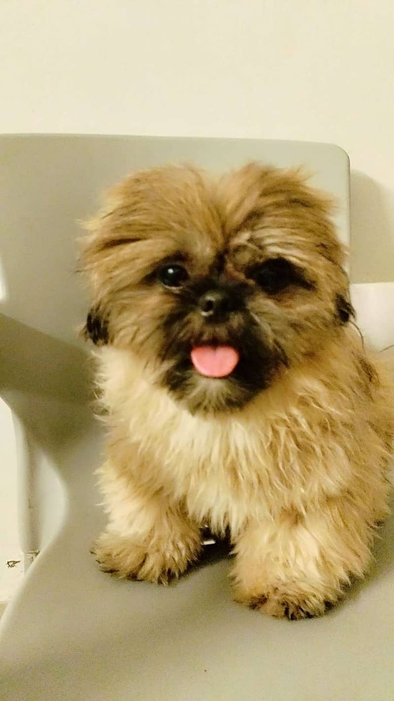 1 year old Show class tea cup Shihtzu puppy for sale 0