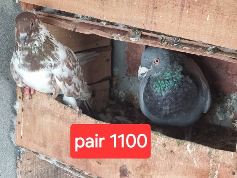 fancy pigeons and mix pigeon 13