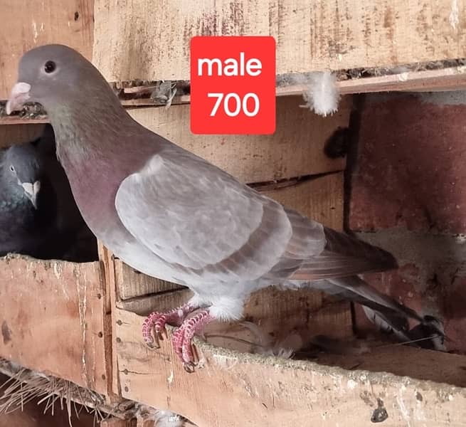 fancy pigeons and mix pigeon 14