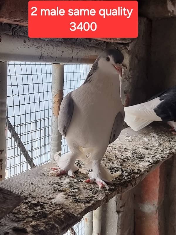 fancy pigeons and mix pigeon 15