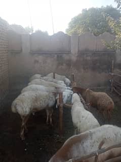 10month years old turkey dunbha price par head 130000