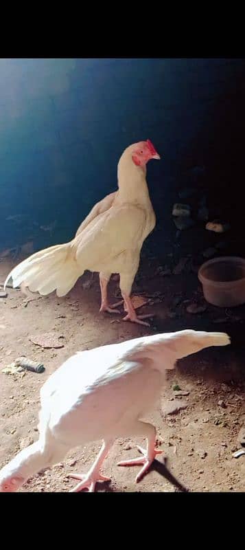 aseel phata age 1 year original white nok nali white eye choras nalio 0