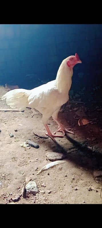 aseel phata age 1 year original white nok nali white eye choras nalio 1