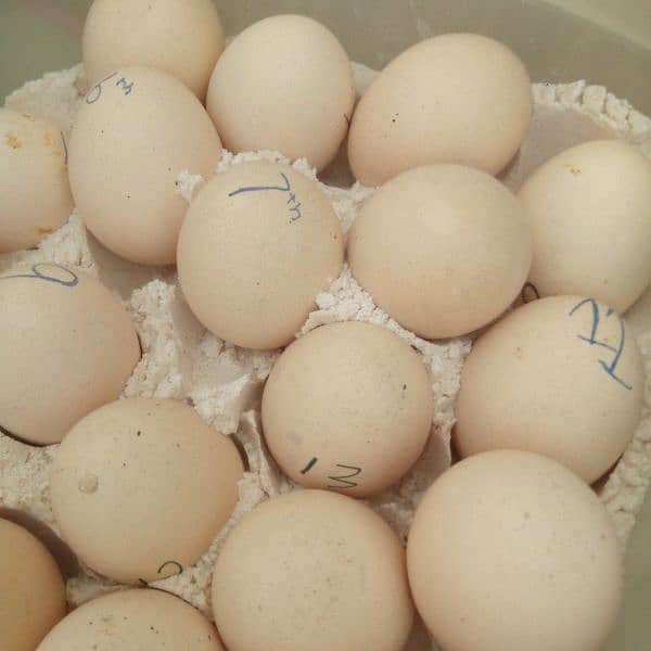 Aseel fertile egg 100% available. . 0