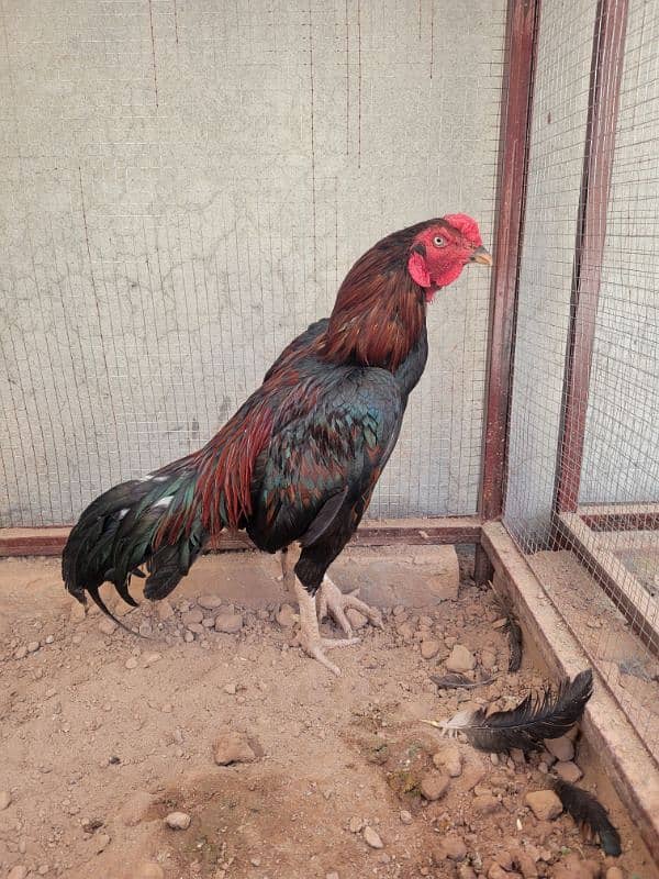 Aseel fertile egg 100% available. . 1