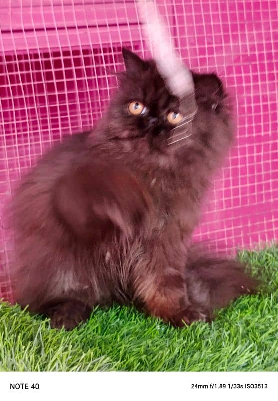 Piki / Cfa line / kitten / male kitten availabale for sale 1