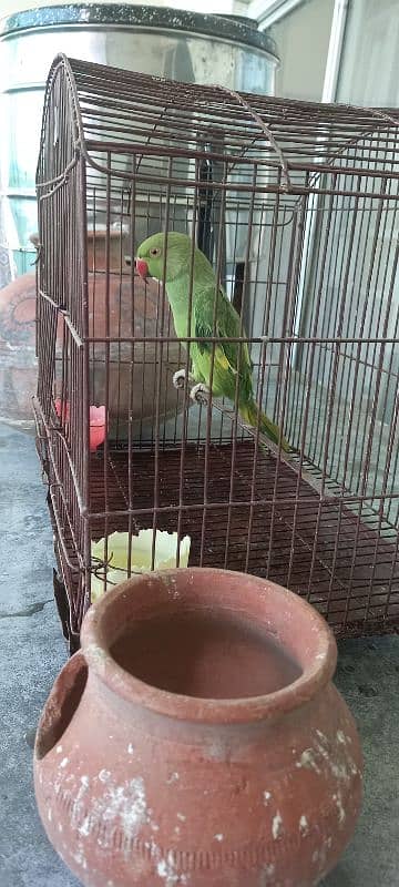 green parrot 0