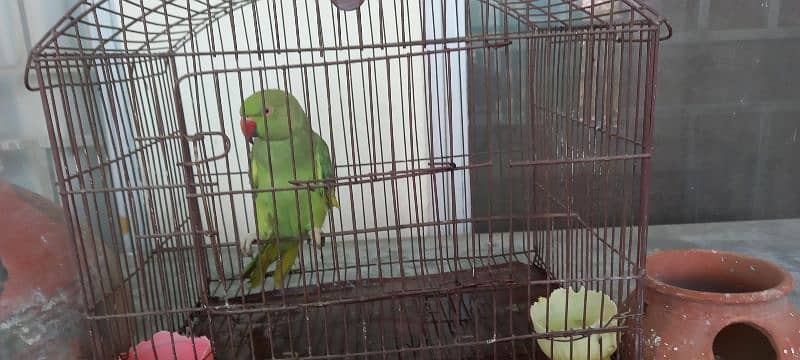 green parrot 1