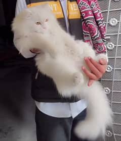 Triple coated white coated kitten for sale.